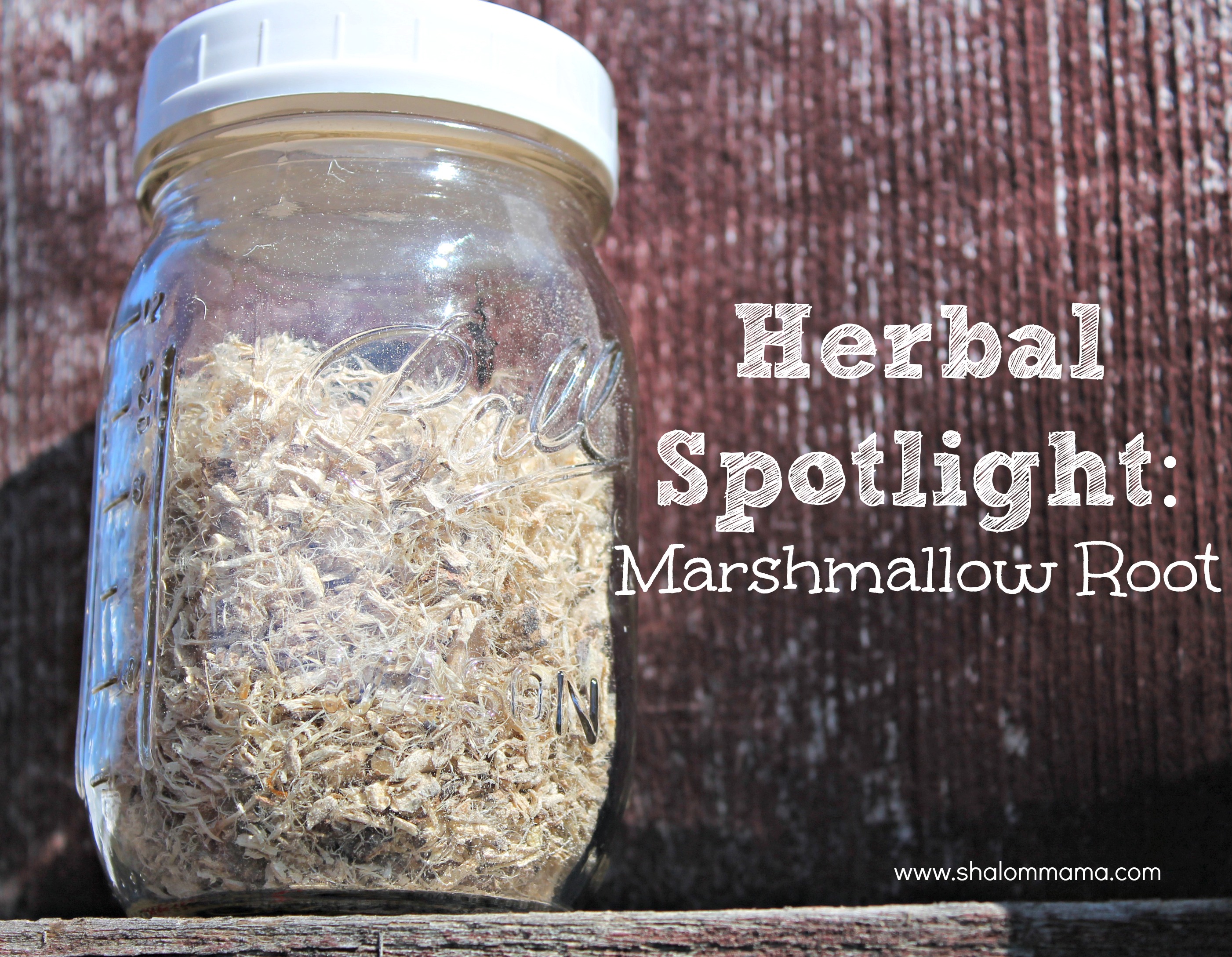 Herbal Spotlight Marshmallow Root Tiny Apothecary